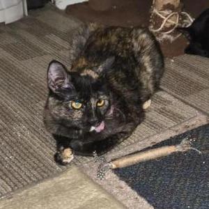 Image of Bonnie, Lost Cat
