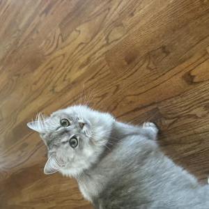 Image of Kneesaa, Lost Cat