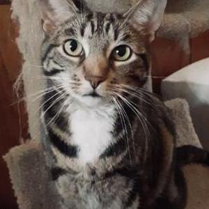 Image of Lucy, Lost Cat