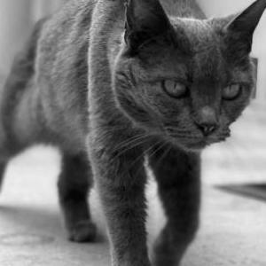 Lost Cat Grayce