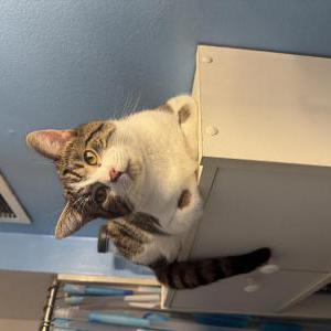 Image of Arthur, Lost Cat