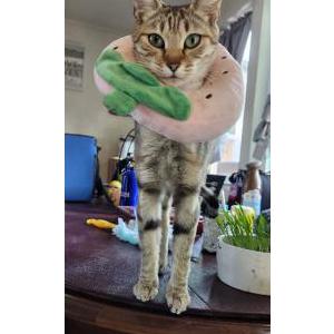 Image of Cleo, Lost Cat