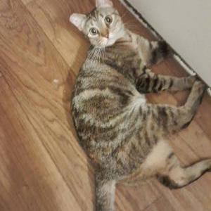 Found Cat Unknown