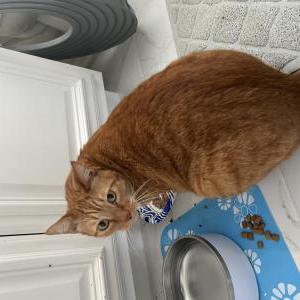 Lost Cat JJ