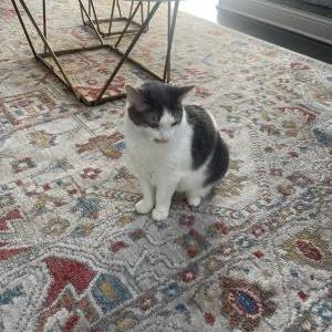 Lost Cat Bambi