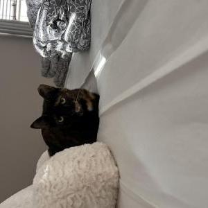 Lost Cat Venus