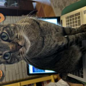 Lost Cat Mocheesemo