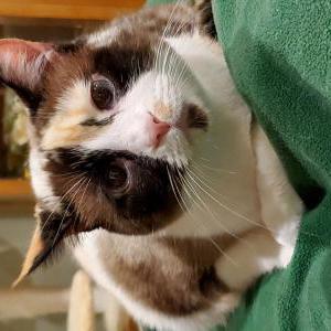 Lost Cat Charlie
