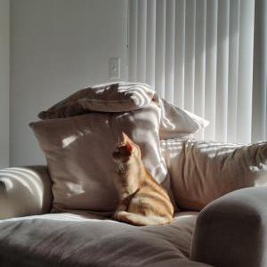 Lost Cat Arya