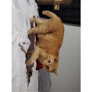 Lost Cat Sunny / Honey