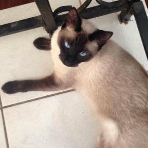 Image of Cricket, Lost Cat