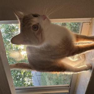 Lost Cat Honey