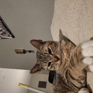 Image of Anikin, Lost Cat