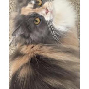 Lost Cat Skittles