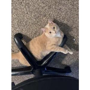 Lost Cat Felix