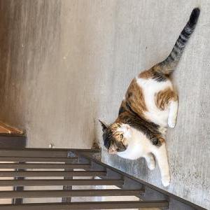 Image of Promise, Lost Cat