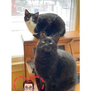Lost Cat Midnight