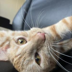 Lost Cat Zoey
