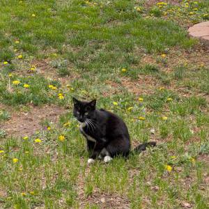 Lost Cat Mama