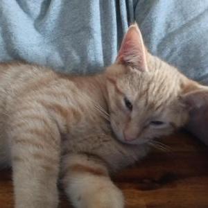 Lost Cat Riley