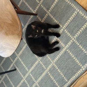 Lost Cat Fig
