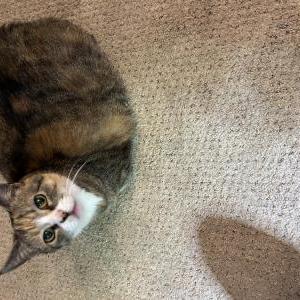 Image of Maisie, Lost Cat
