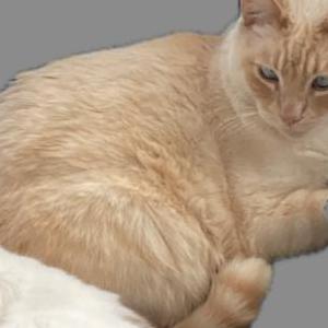 Lost Cat Casper