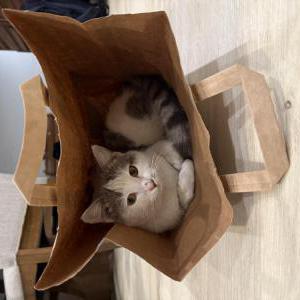 Image of Huesito, Lost Cat