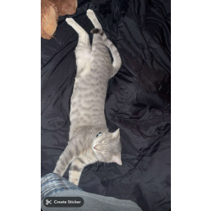 Lost Cat Texas Roadhouse toas