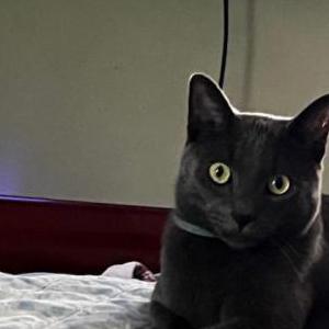 Lost Cat Coca