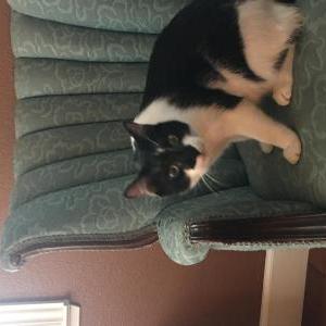 Image of Buster, Lost Cat