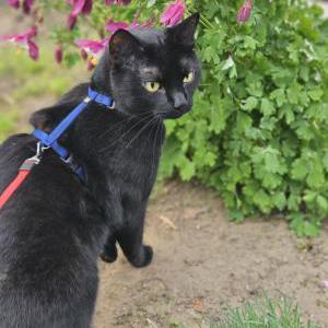 Lost Cat Kodak