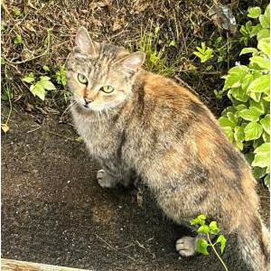 Found Cat unklnown