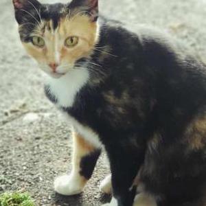 Lost Cat Calico