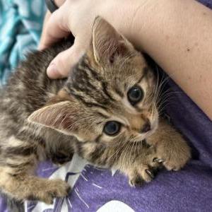 Found Cat Unknown