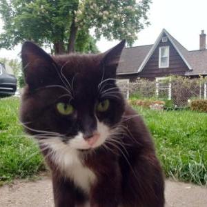 Lost Cat Mini