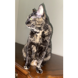 Image of Pixie, Lost Cat