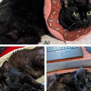 Lost Cat Roberto (Bob)