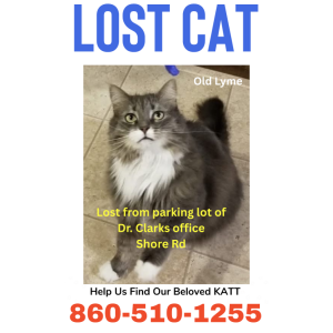 Lost Cat Katt
