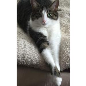 Lost Cat Glen