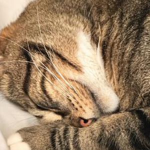 Image of Jasper, Lost Cat