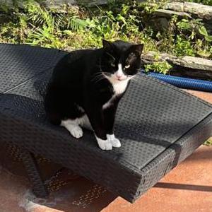 Lost Cat Fernando