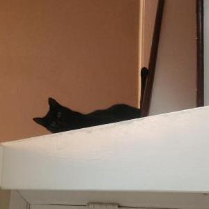 Image of Whisker, Lost Cat
