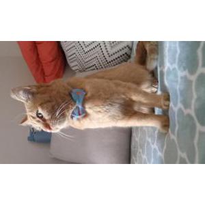 Image of Skeeter, Lost Cat