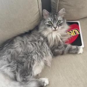Image of Lola, Lost Cat