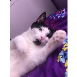 Lost Cat Binx