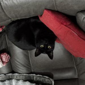 Lost Cat Binxy