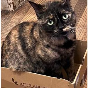 Lost Cat Biscuit