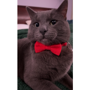 Lost Cat Tobi