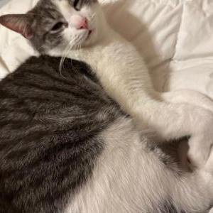 Image of Harvey, Lost Cat